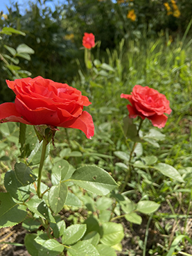 roza20.jpg roza20.jpg